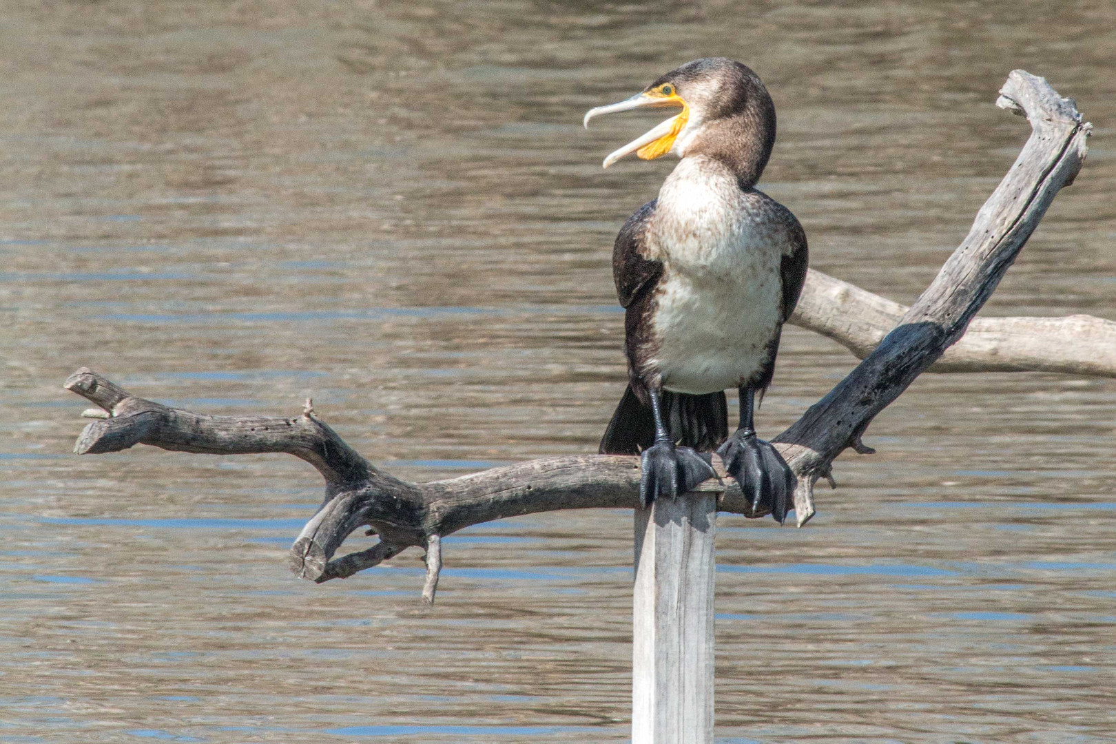 Kormoran ...