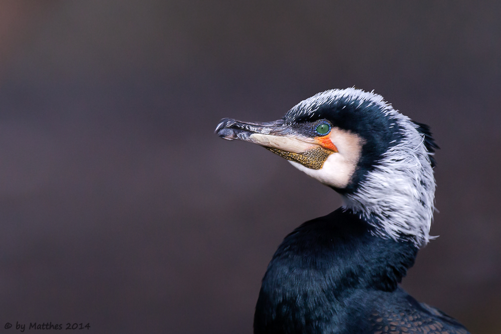 Kormoran