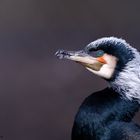 Kormoran