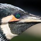 Kormoran