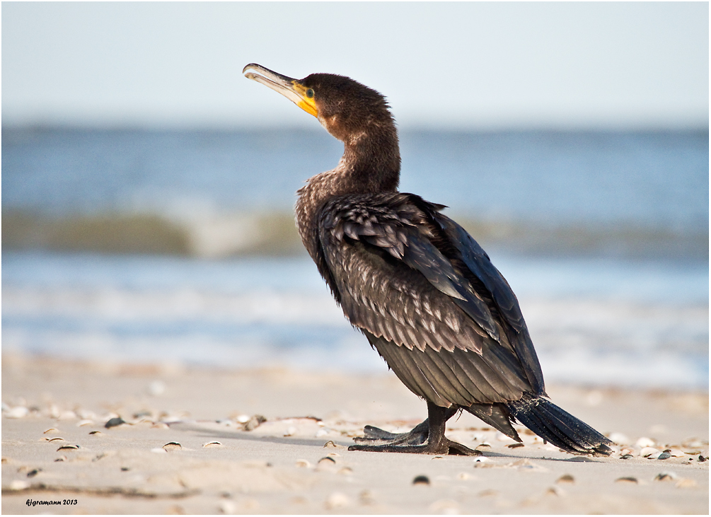 kormoran.........