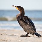 kormoran.........