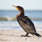 kormoran.........