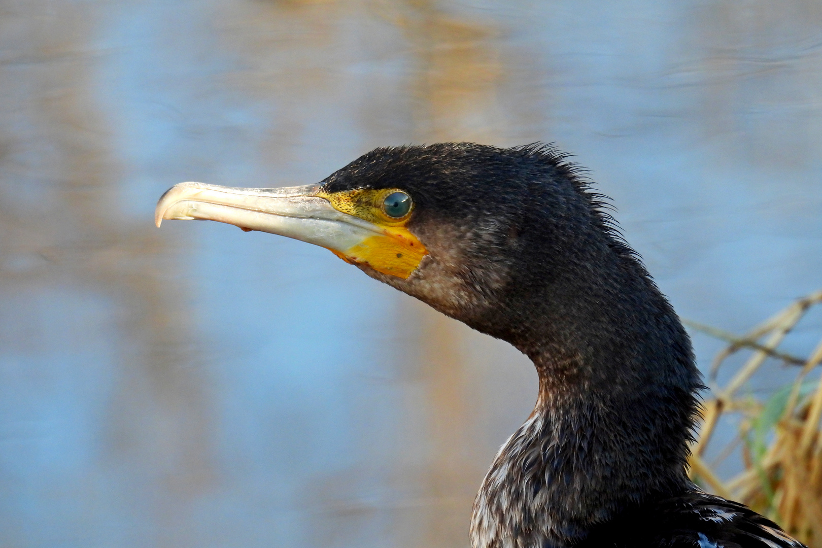 Kormoran