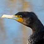 Kormoran