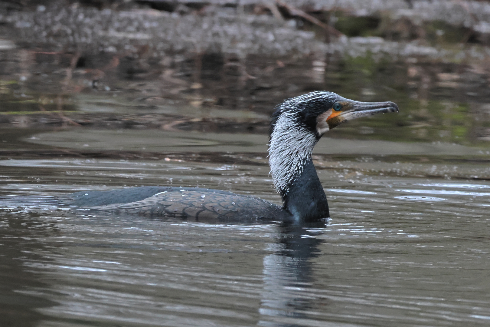 Kormoran