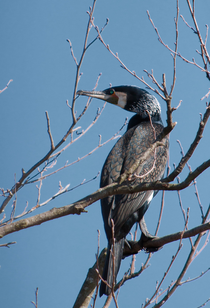 Kormoran