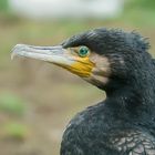 Kormoran