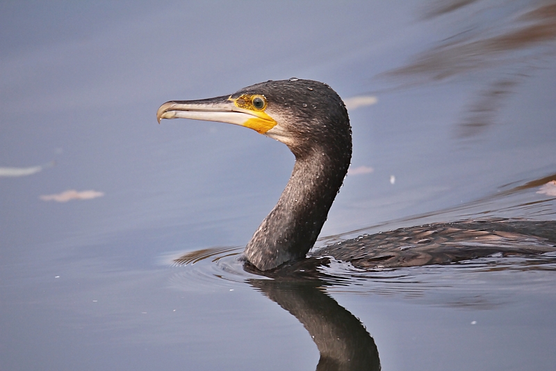 Kormoran