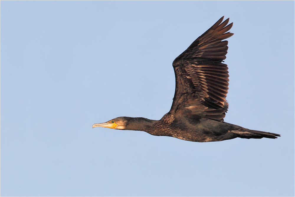 Kormoran