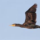 Kormoran