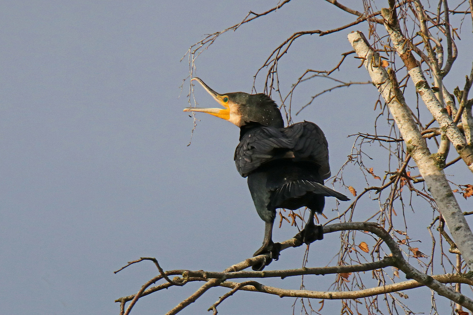 Kormoran