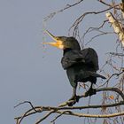 Kormoran