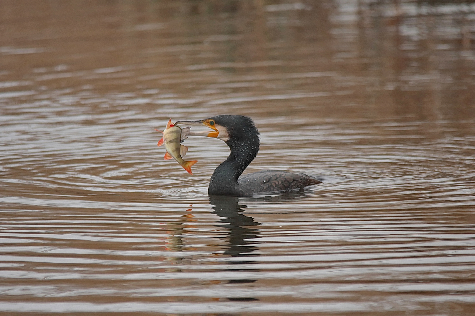 Kormoran