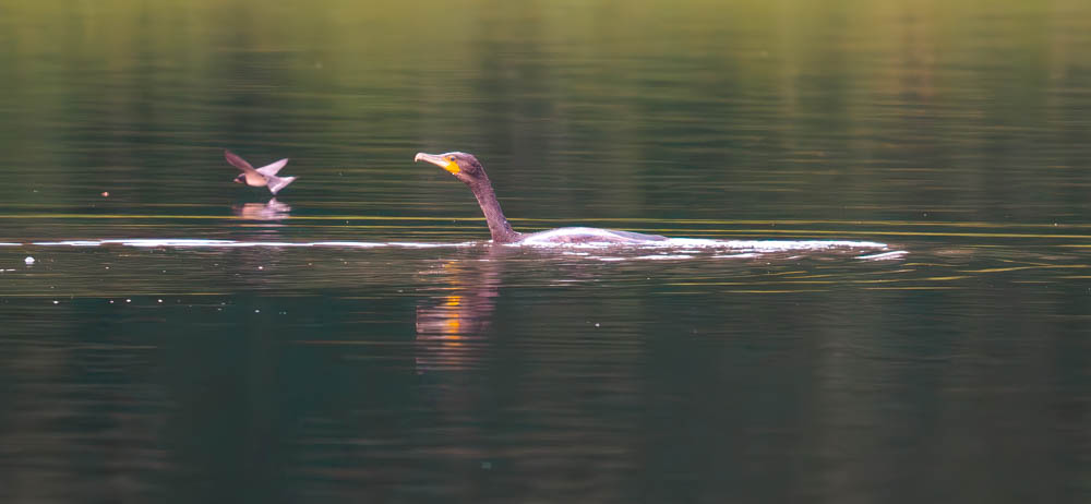 kormoran