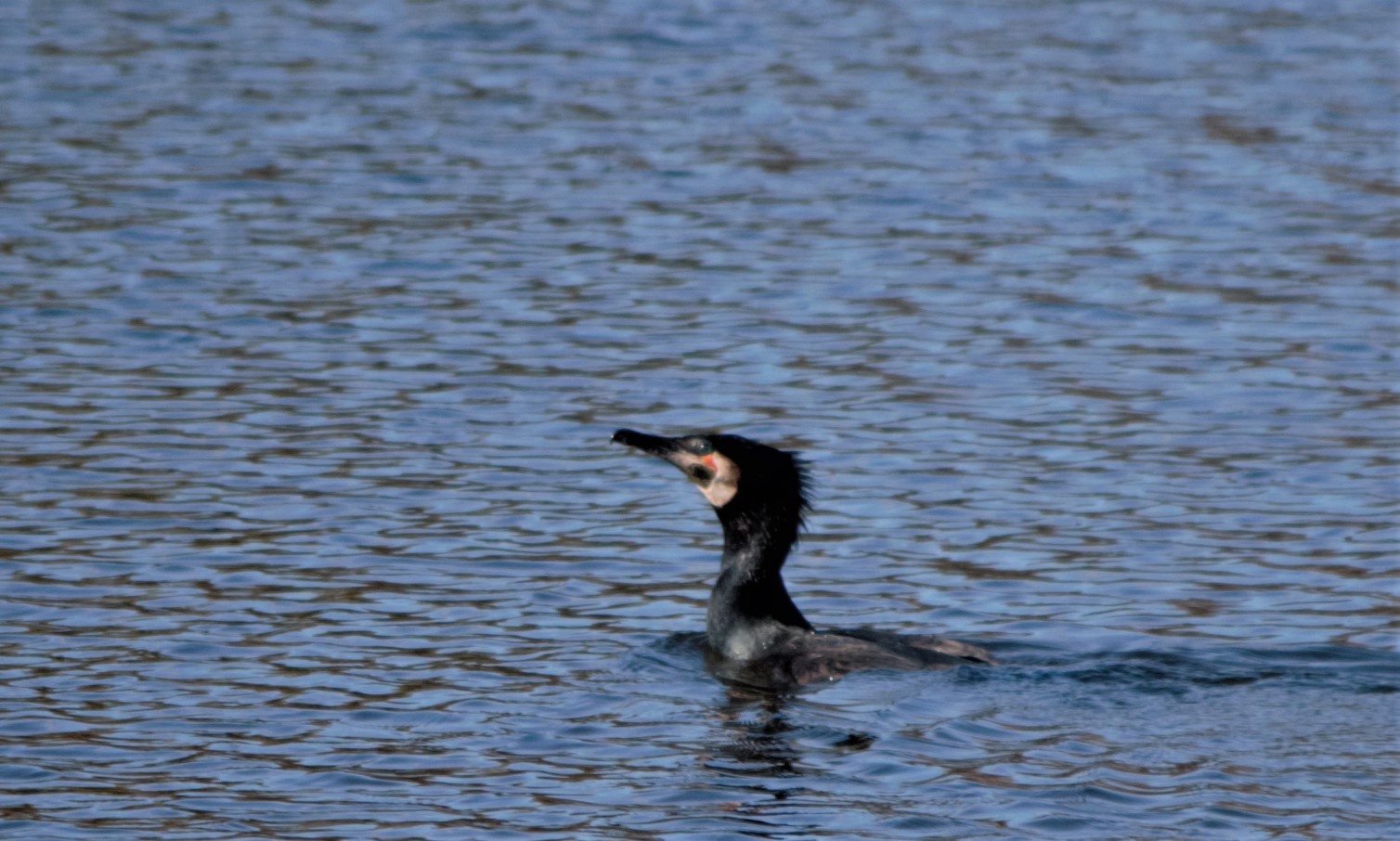 Kormoran