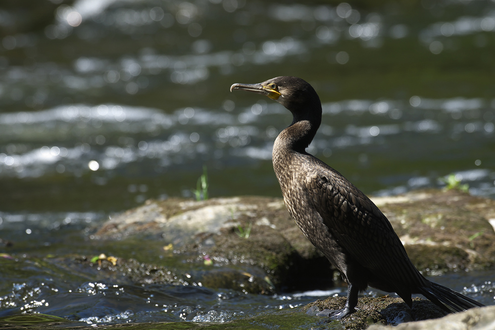 Kormoran