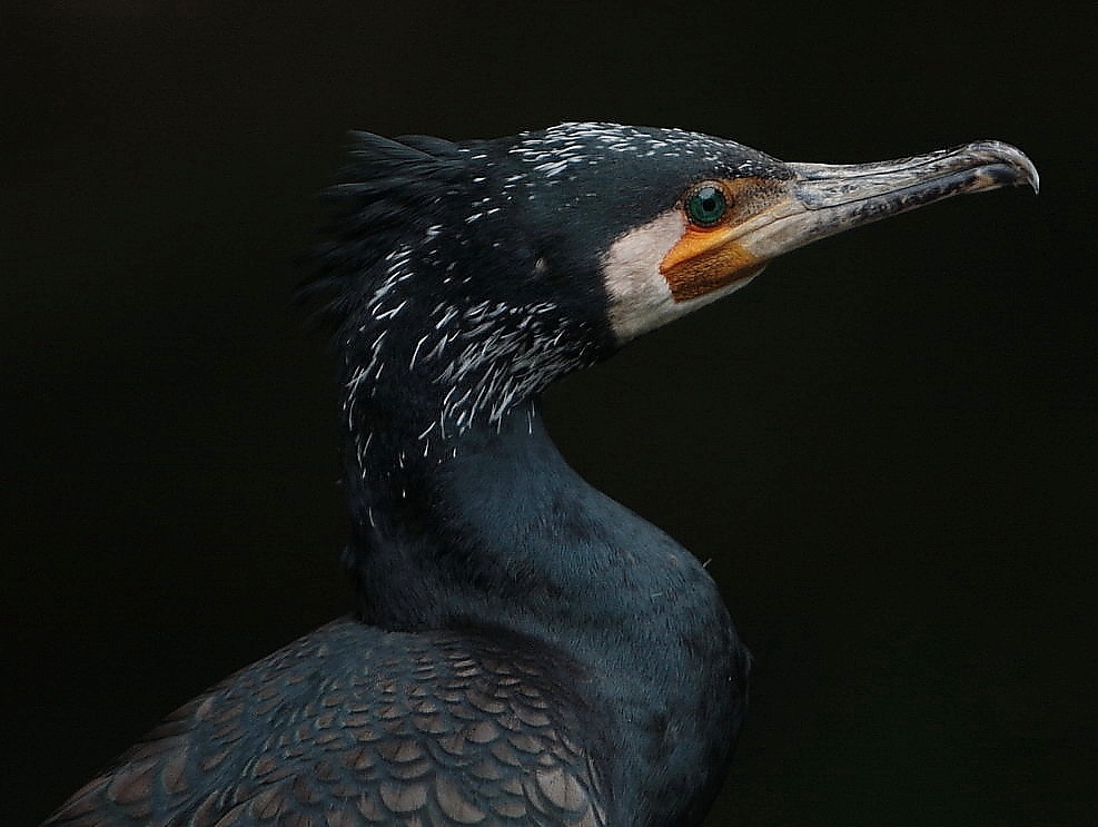 kormoran