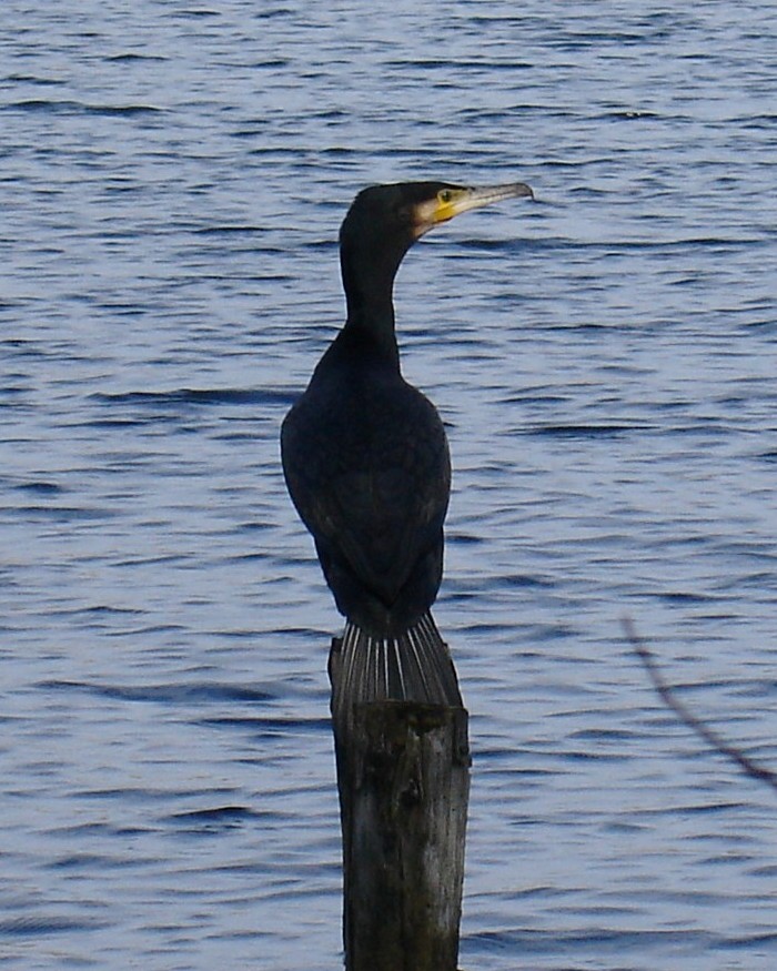 Kormoran