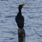 Kormoran