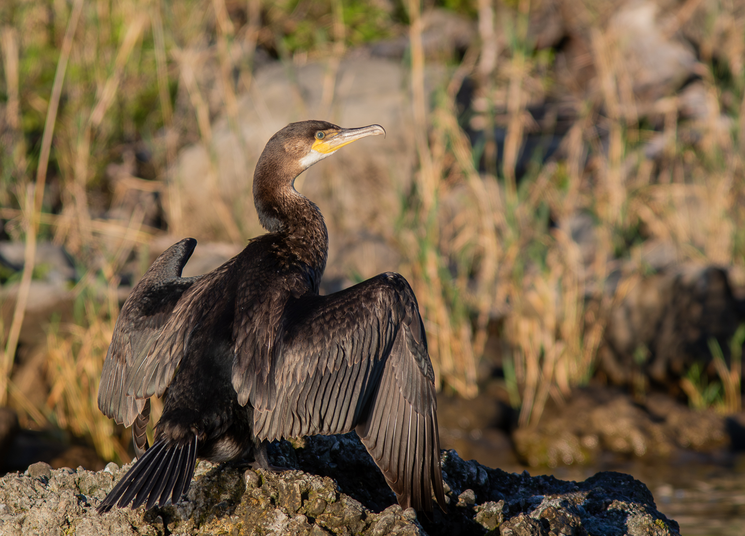 Kormoran ...