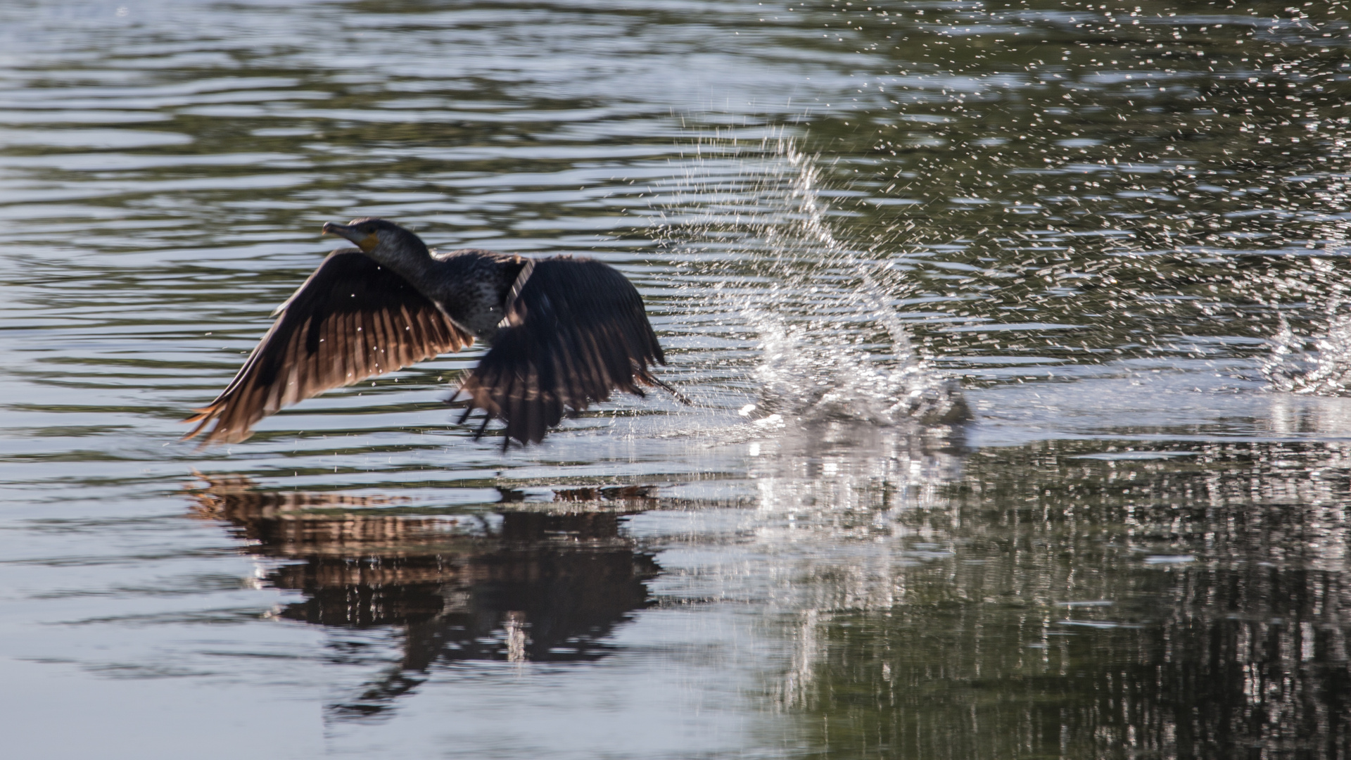 Kormoran