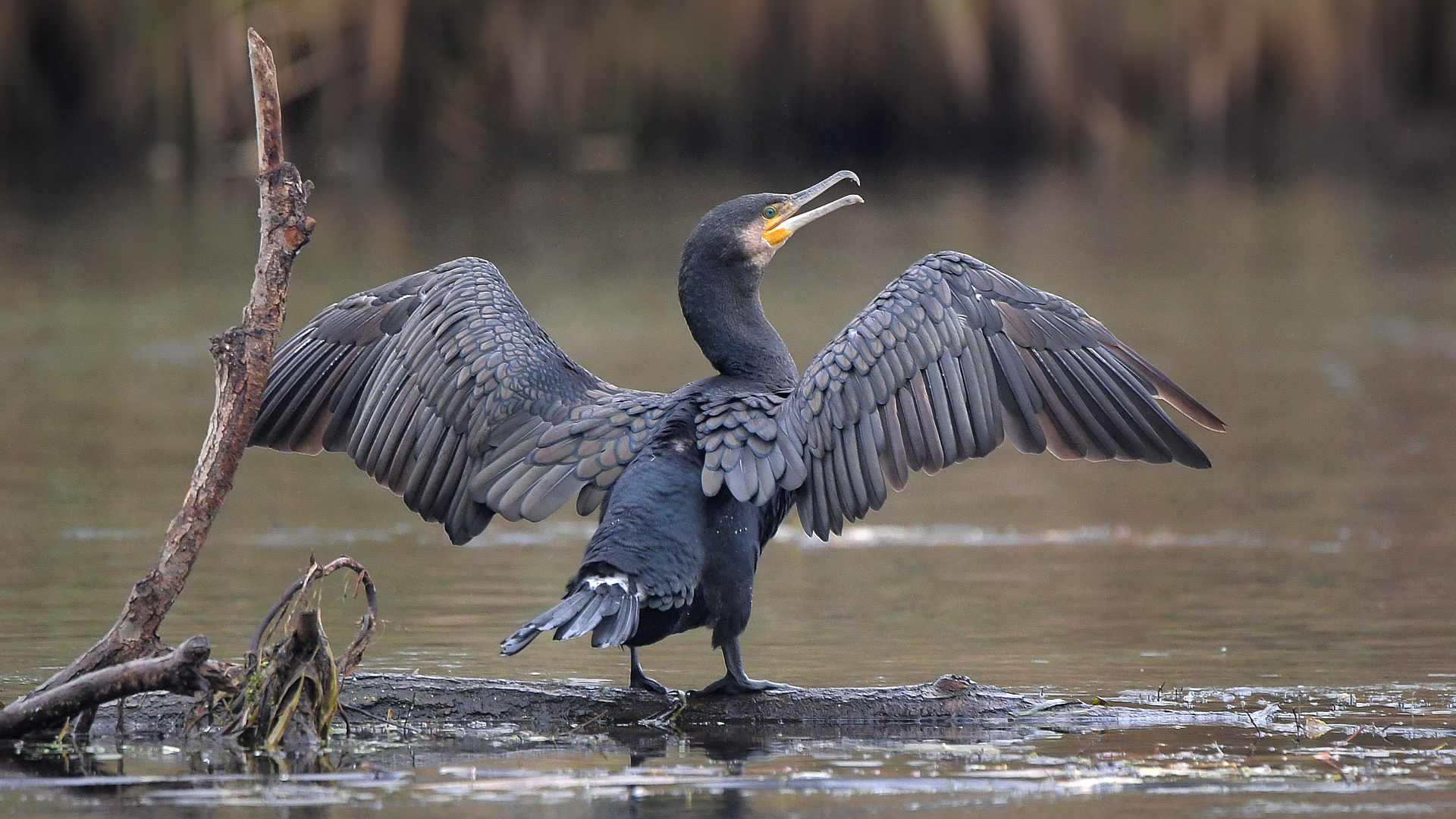 Kormoran Foto & Bild | teich, natur, vogel Bilder auf fotocommunity