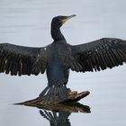 Kormoran