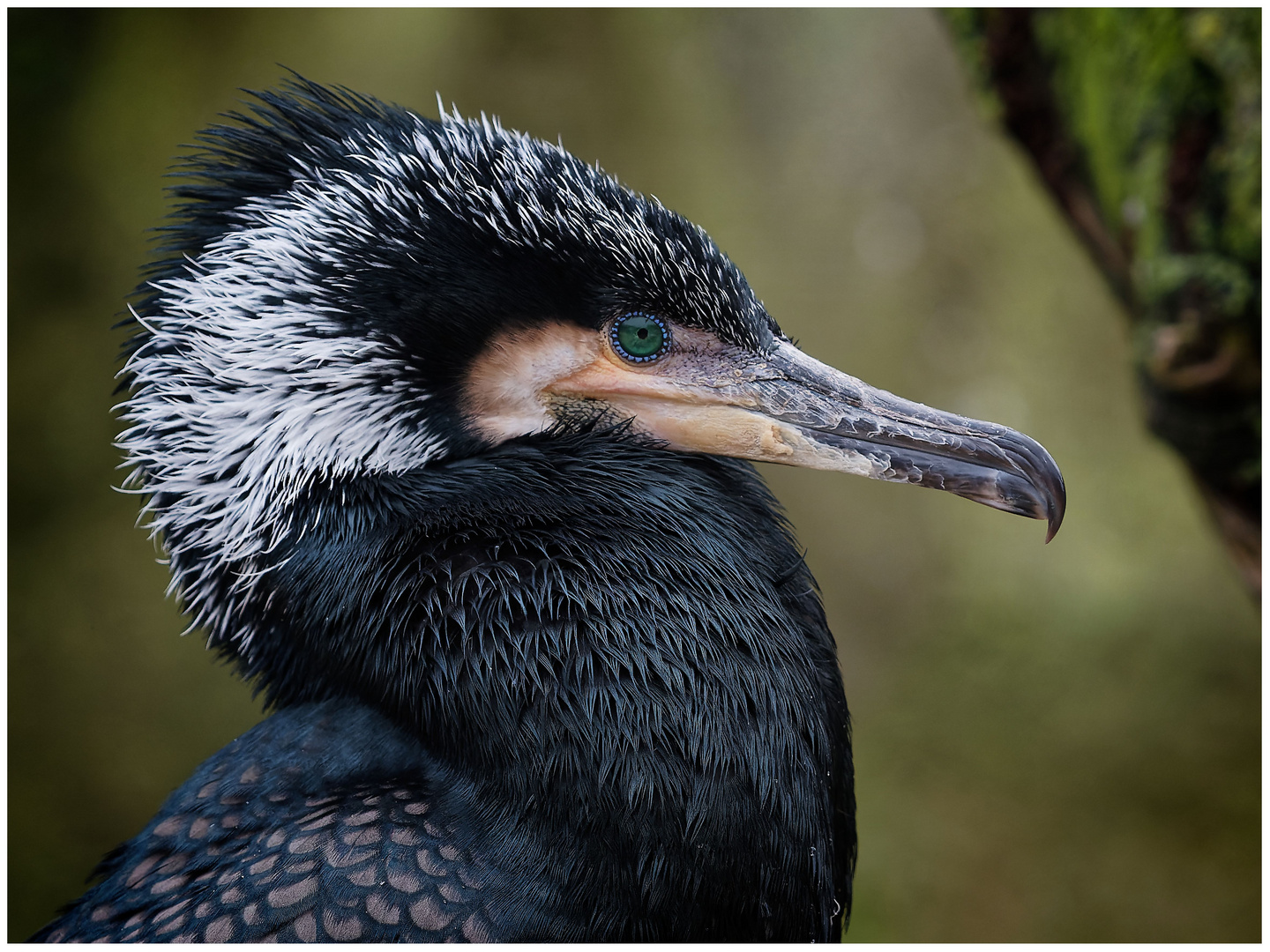 Kormoran