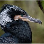 Kormoran