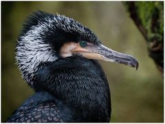 Kormoran