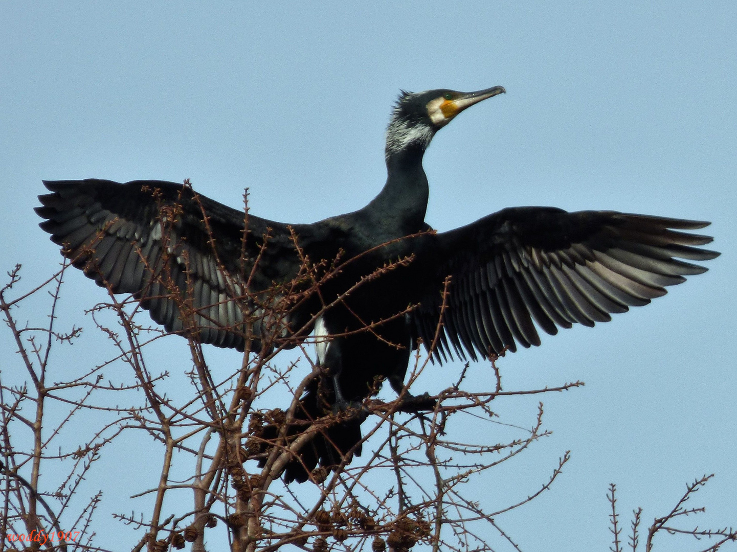 Kormoran 