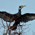 Kormoran 