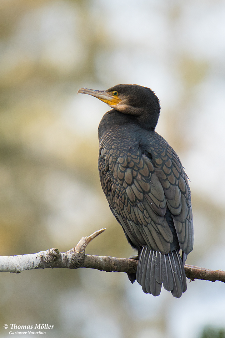 Kormoran 