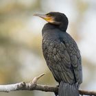 Kormoran 