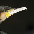 Kormoran