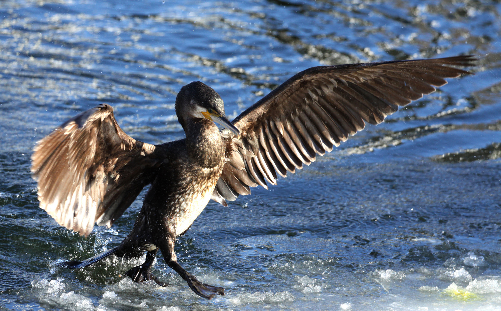 Kormoran