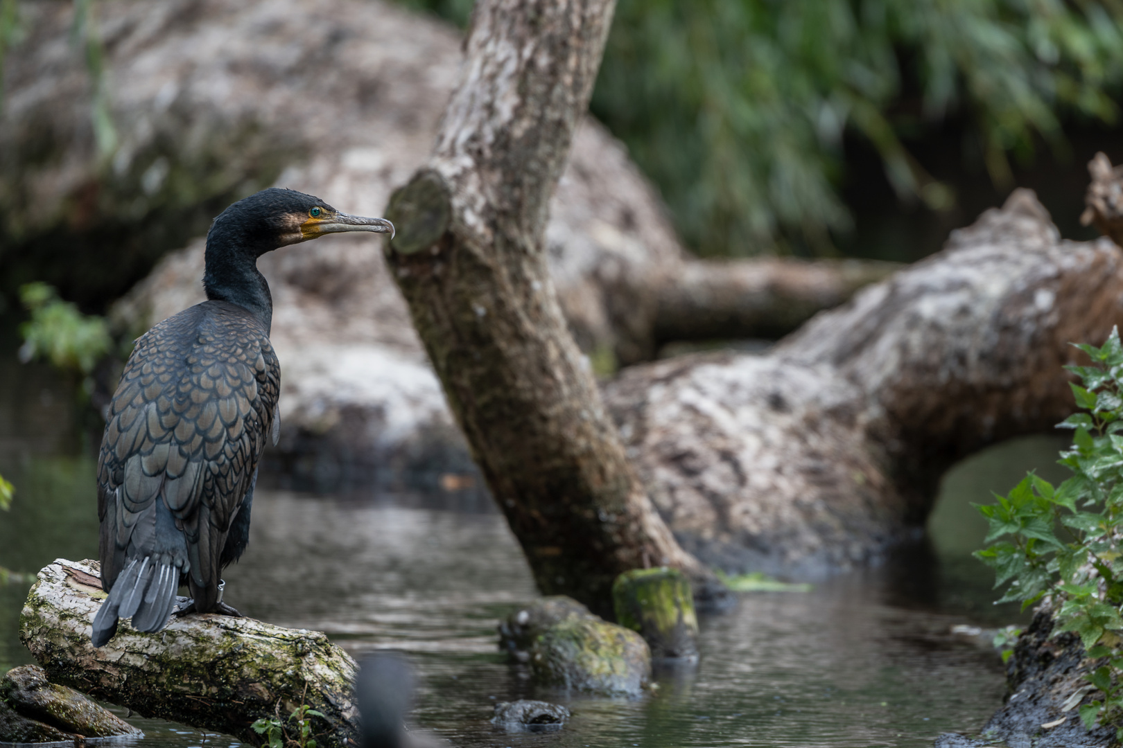 Kormoran