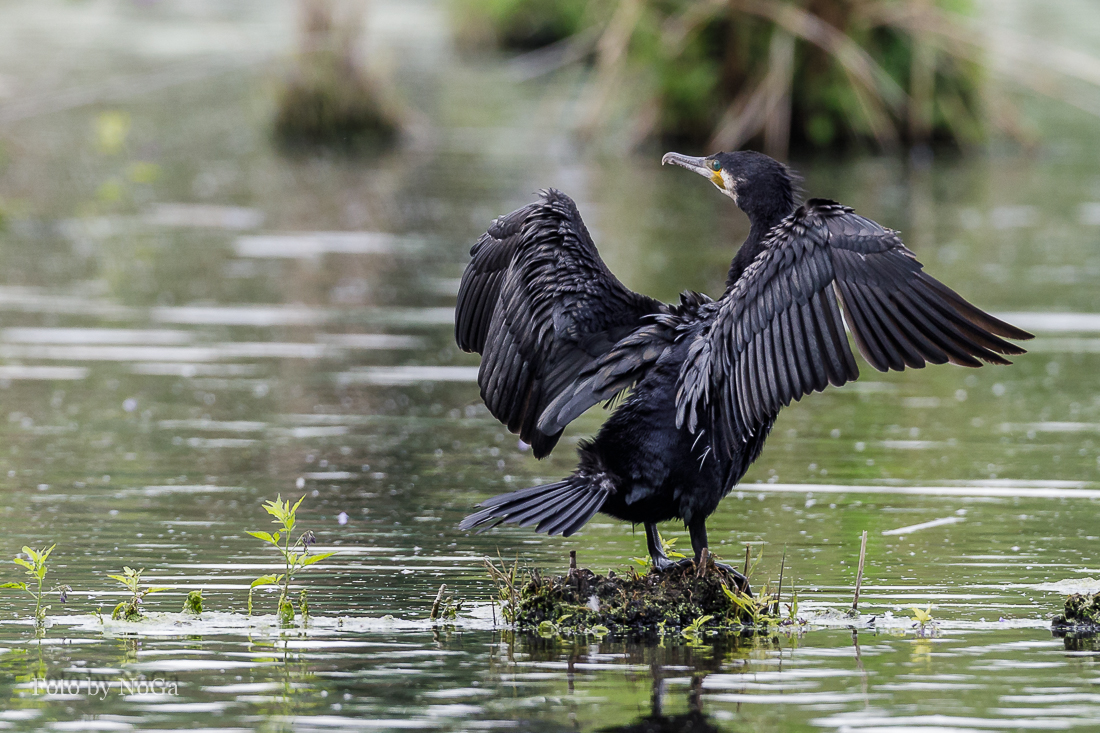 Kormoran