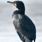 Kormoran