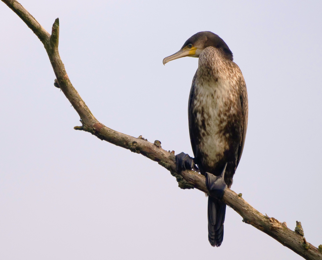 Kormoran