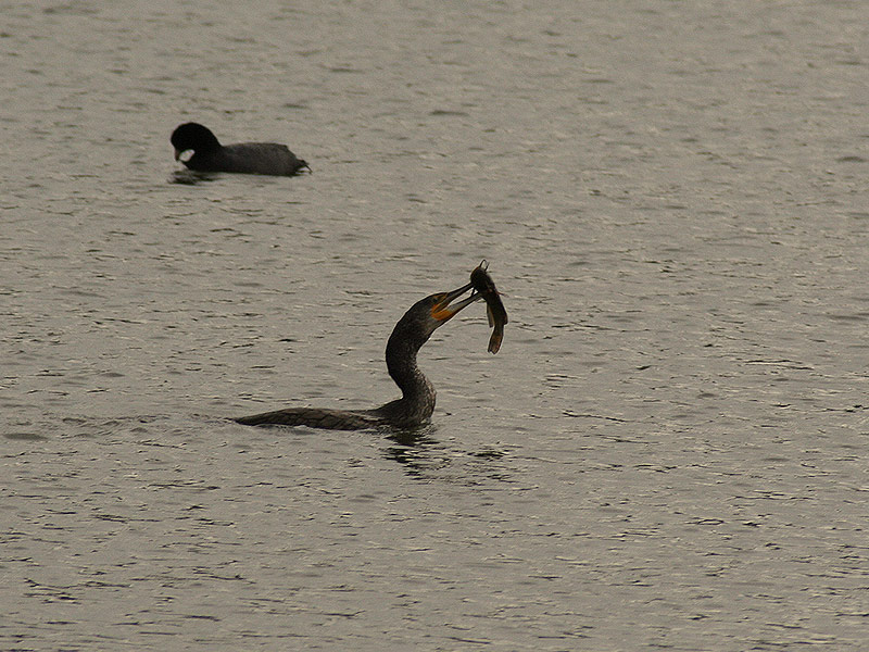 Kormoran...