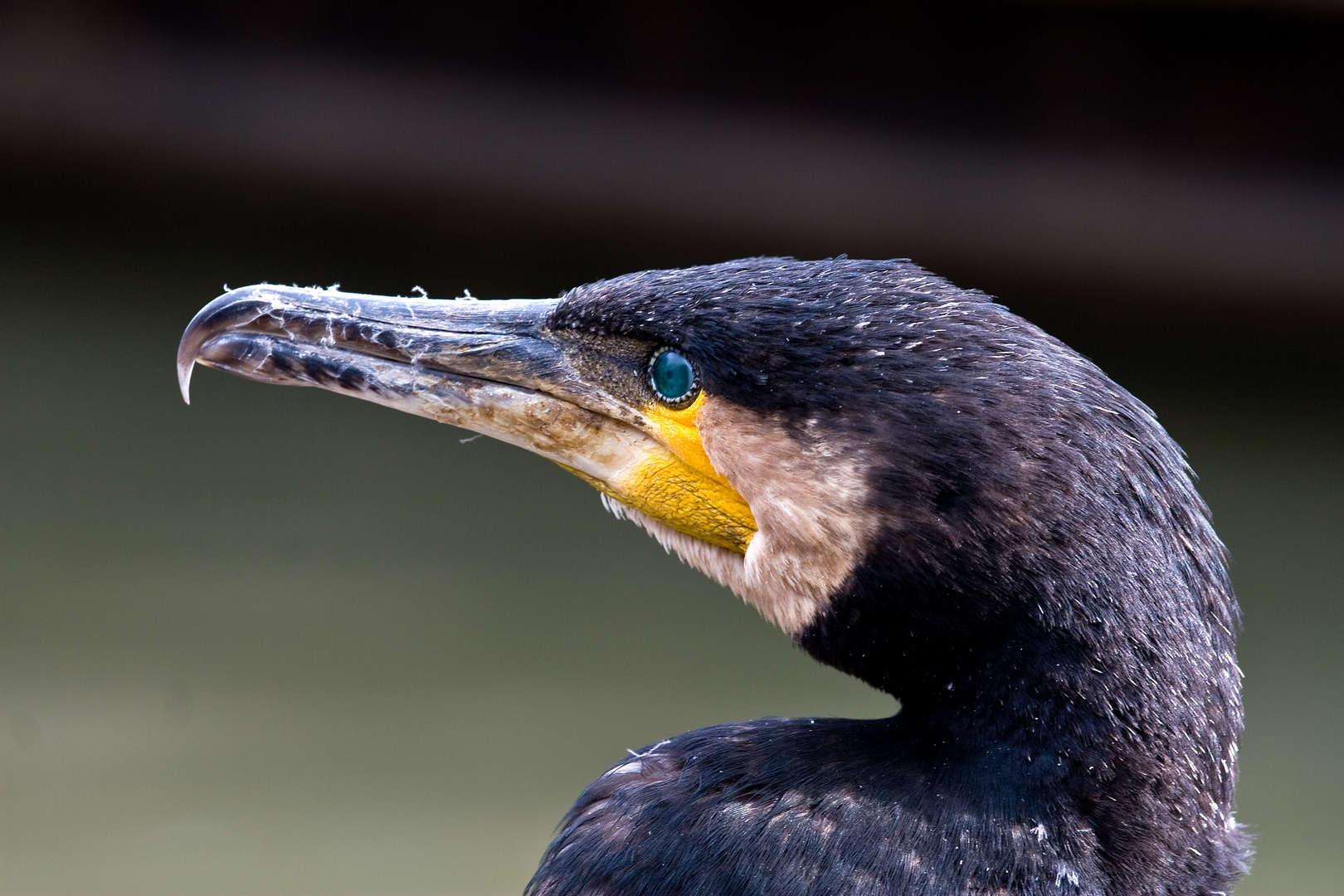 Kormoran