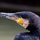 Kormoran