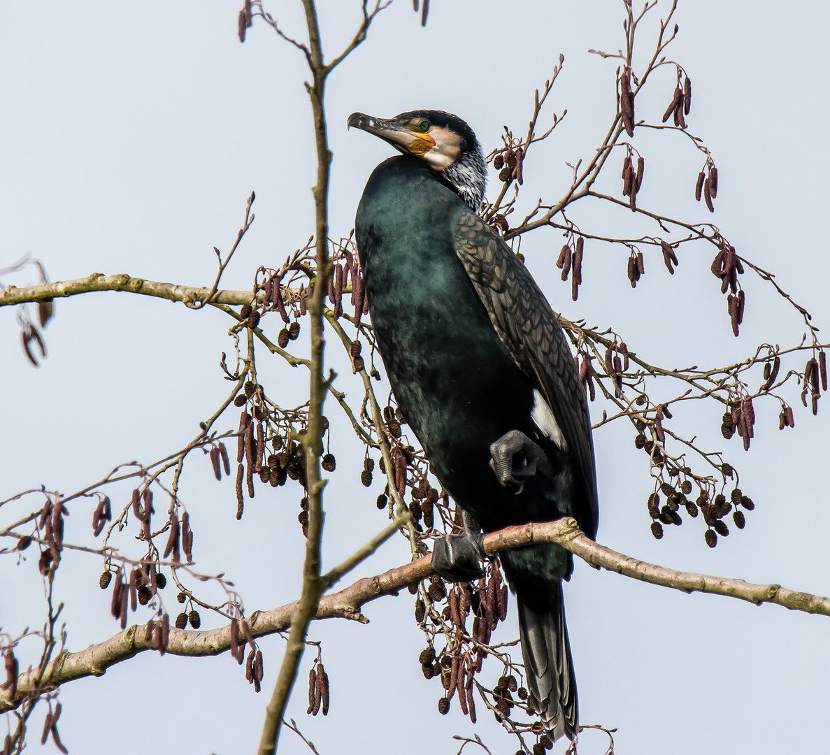 Kormoran