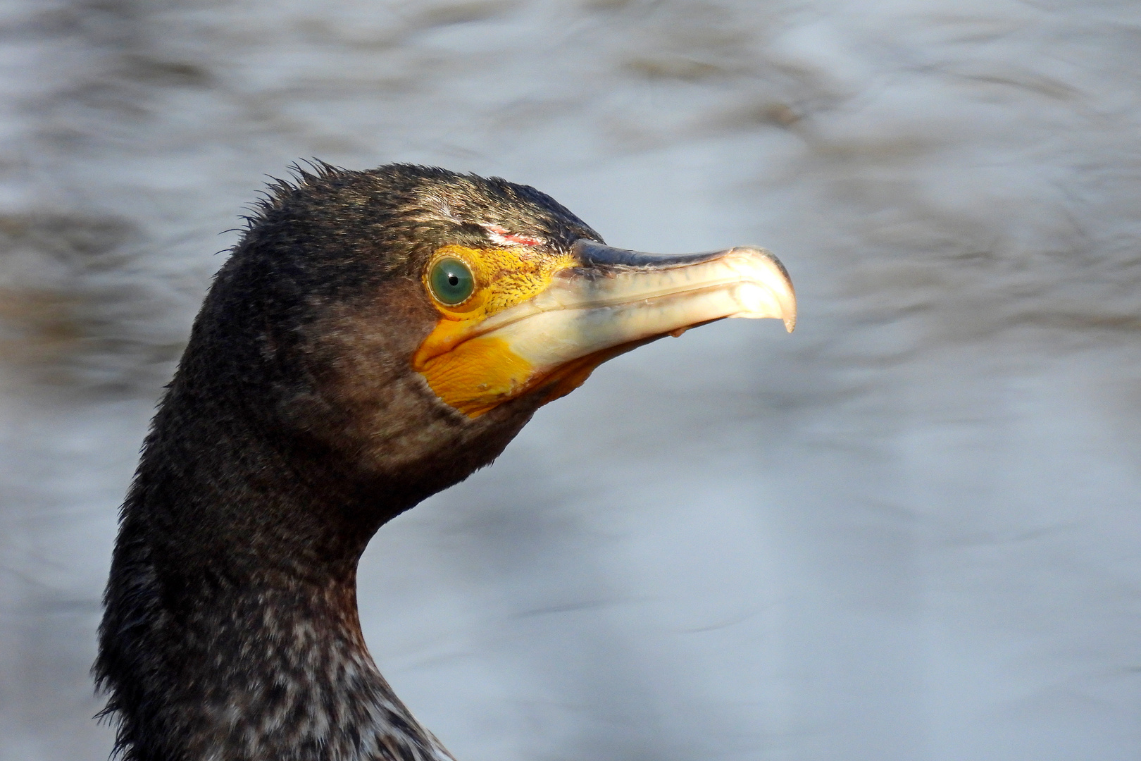 Kormoran