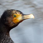 Kormoran