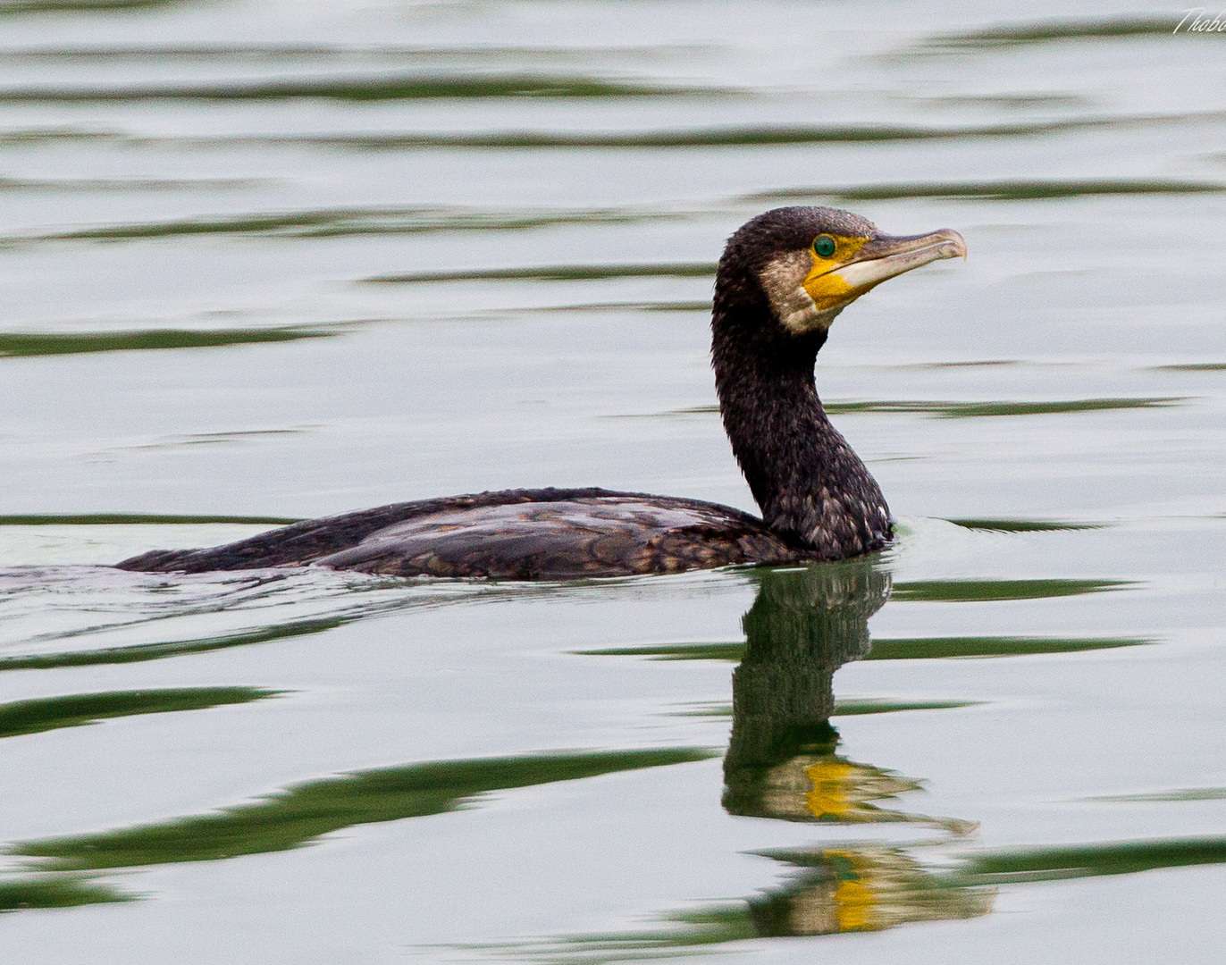 Kormoran Foto & Bild | tiere, wildlife, wild lebende vögel Bilder auf ...