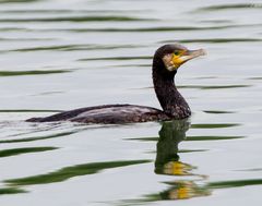 Kormoran