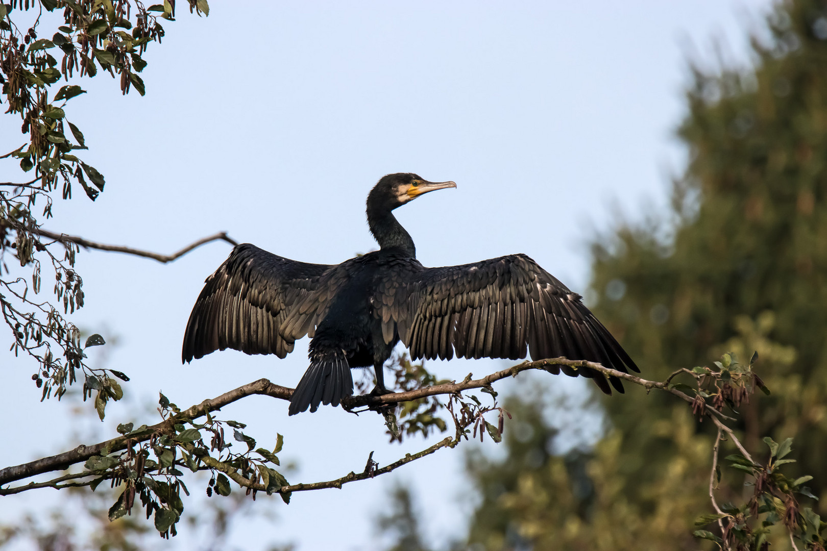 Kormoran